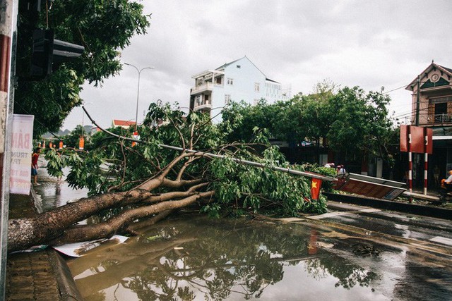  Hàng loạt cây đổ, nhà cửa tan hoang sau khi bão số 4 đổ bộ vào Nghệ An - Hà Tĩnh - Ảnh 4.