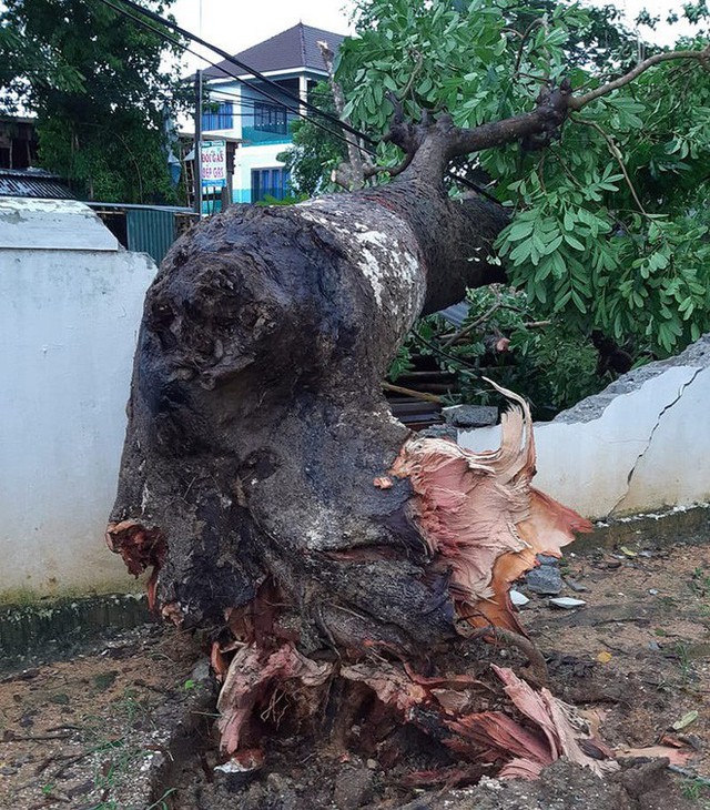  Hàng loạt cây đổ, nhà cửa tan hoang sau khi bão số 4 đổ bộ vào Nghệ An - Hà Tĩnh - Ảnh 6.