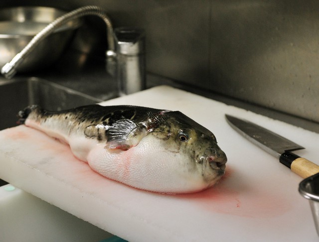 7,5 triệu đồng/100g thịt, ai mà ngờ loại cá vừa xấu xí vừa cực độc này lại đáng giá ở Nhật Bản đến thế - Ảnh 6.