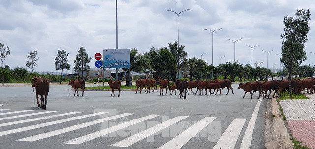 Cỏ mọc um tùm, bò dạo chơi tại Khu công nghệ cao TPHCM đang dính sai phạm - Ảnh 7.