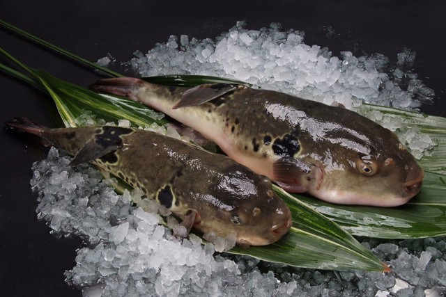7,5 triệu đồng/100g thịt, ai mà ngờ loại cá vừa xấu xí vừa cực độc này lại đáng giá ở Nhật Bản đến thế - Ảnh 8.
