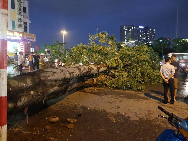 Cây bật gốc đè chết người trong mưa giông: “Phải loại bỏ những cây quá già chứ không thể giữ vĩnh cửu” - Ảnh 1.