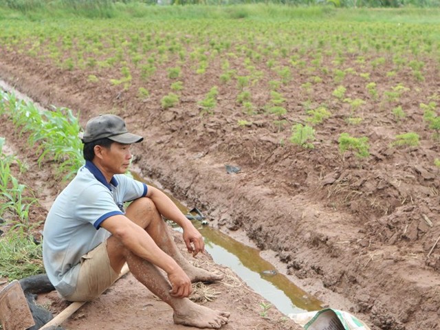 Ôm nợ… vì nghe doanh nghiệp trồng đinh lăng - Ảnh 1.