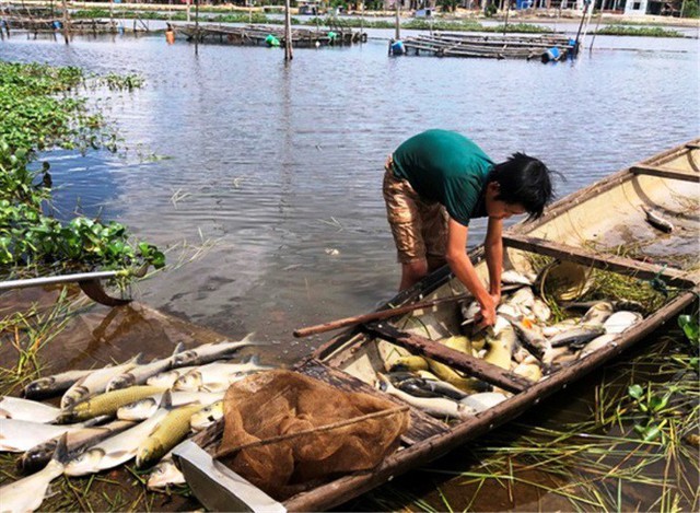 TT- Huế: Cá lồng trên sông Đại Giang chết hàng loạt - Ảnh 1.