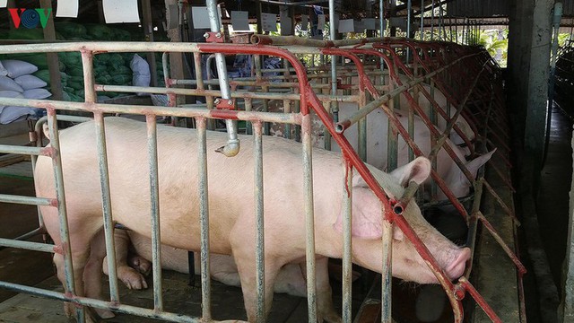 Giá thịt lợn hơi tại miền Bắc có thể tiếp tục tăng - Ảnh 1.