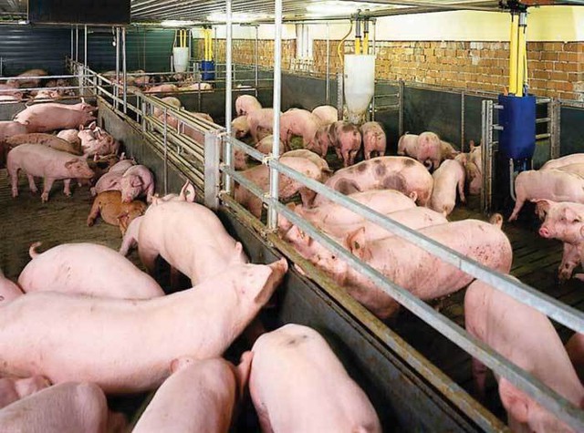 Việt Nam top 5 thế giới nuôi lợn, bất ngờ thiếu ăn, ồ ạt nhập khẩu - Ảnh 1.