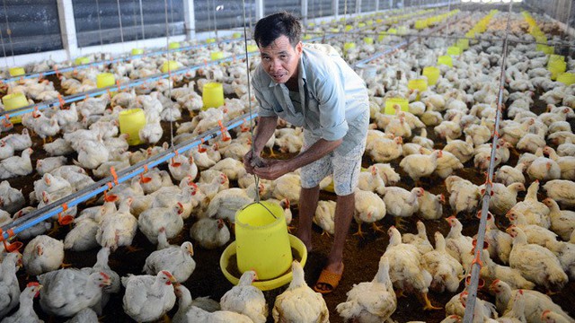 Kỷ lục 10 năm qua, thịt gà rẻ hơn cả rau ngoài chợ - Ảnh 2.