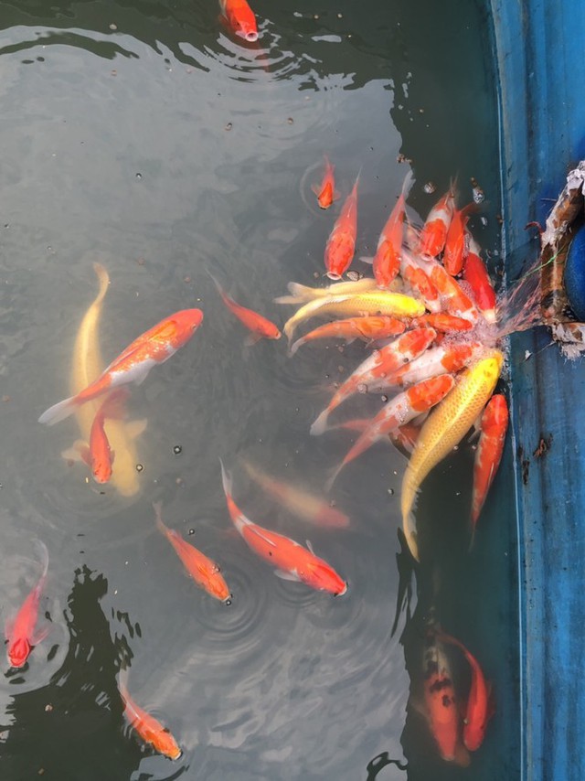 Cá Koi chết tại sông Tô Lịch nghi bị phá hoại - Ảnh 7.