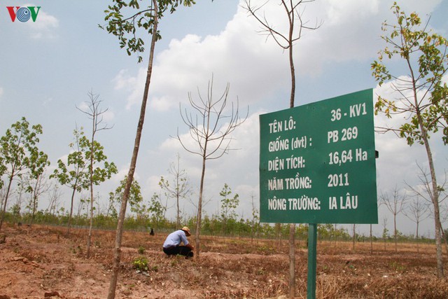 Doanh nghiệp cao su lao đao vì cây chết, giá mủ giảm sâu - Ảnh 1.