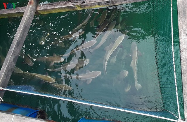 Khám phá nghề nuôi cá lồng bè thu tiền tỷ ở Nam Du - Ảnh 7.