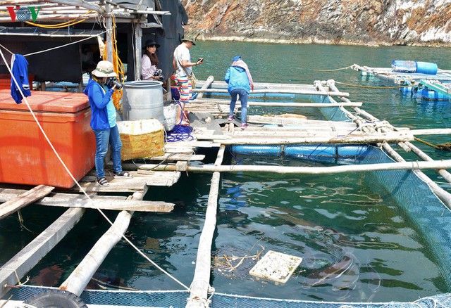 Khám phá nghề nuôi cá lồng bè thu tiền tỷ ở Nam Du - Ảnh 10.