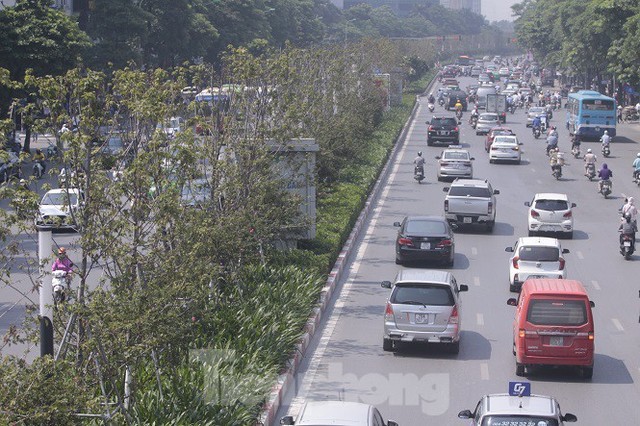 Hàng phong giữa Thủ đô lại khô héo khi chưa kịp đỏ lá - Ảnh 1.