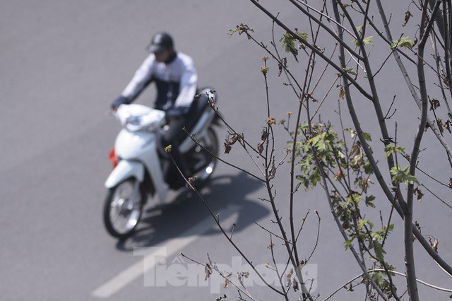 Hàng phong giữa Thủ đô lại khô héo khi chưa kịp đỏ lá - Ảnh 5.