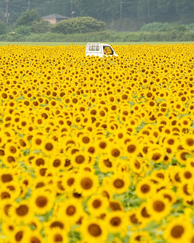 “Choáng váng” với cánh đồng hoa hướng dương triệu bông đẹp như bức tranh khổng lồ vào mùa thu ở Nhật Bản - Ảnh 1.