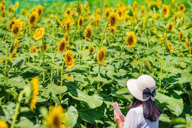 “Choáng váng” với cánh đồng hoa hướng dương triệu bông đẹp như bức tranh khổng lồ vào mùa thu ở Nhật Bản - Ảnh 3.