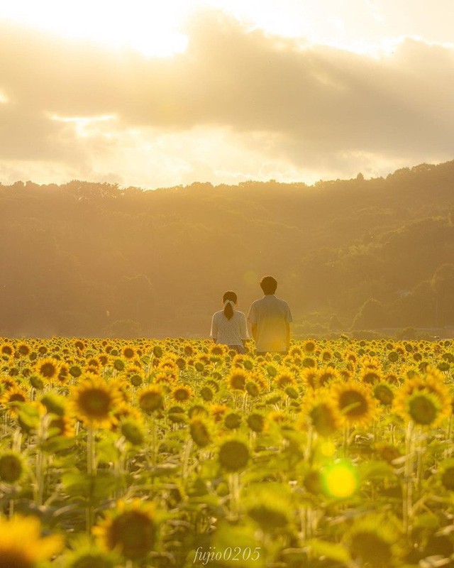 “Choáng váng” với cánh đồng hoa hướng dương triệu bông đẹp như bức tranh khổng lồ vào mùa thu ở Nhật Bản - Ảnh 8.
