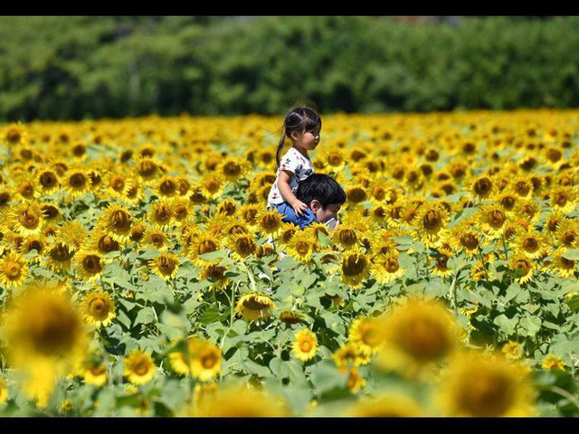 “Choáng váng” với cánh đồng hoa hướng dương triệu bông đẹp như bức tranh khổng lồ vào mùa thu ở Nhật Bản - Ảnh 10.
