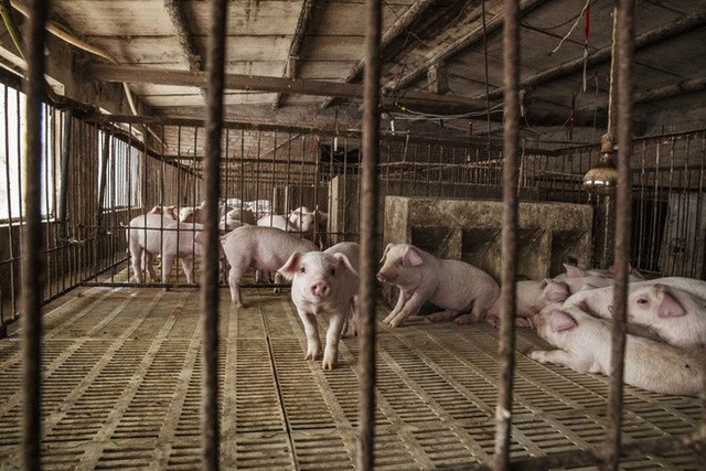 Mất 100 triệu con lợn, Bắc Kinh khổ sở vì bài toán hóc búa: Sẽ dùng tới phương án khẩn cấp? - Ảnh 1.