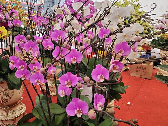 Hà Nội: Vạn cành lan hồ điệp đồng giá 250.000, 90 triệu đồng/bình nghìn bông chơi Tết - Ảnh 13. Hà Nội: Vạn cành lan hồ điệp đồng giá 250.000, 90 triệu đồng/bình nghìn bông chơi Tết - Ảnh 13.