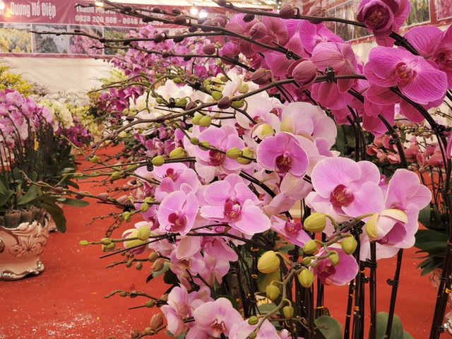 Hà Nội: Vạn cành lan hồ điệp đồng giá 250.000, 90 triệu đồng/bình nghìn bông chơi Tết - Ảnh 4. Hà Nội: Vạn cành lan hồ điệp đồng giá 250.000, 90 triệu đồng/bình nghìn bông chơi Tết - Ảnh 4.