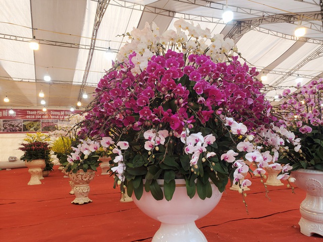 Hà Nội: Vạn cành lan hồ điệp đồng giá 250.000, 90 triệu đồng/bình nghìn bông chơi Tết - Ảnh 7. Hà Nội: Vạn cành lan hồ điệp đồng giá 250.000, 90 triệu đồng/bình nghìn bông chơi Tết - Ảnh 7.