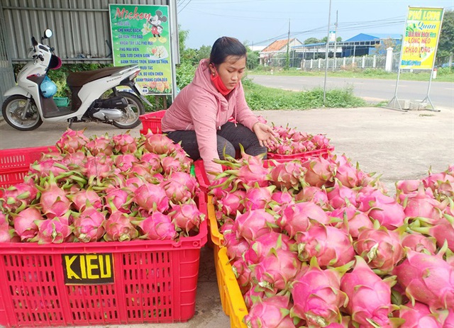 Bình Thuận: Giá thanh long dịp tết ở mức thấp, nông dân buồn lo - Ảnh 1.