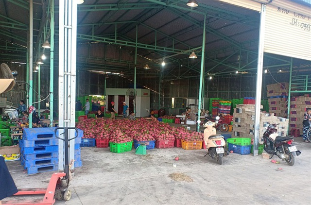 Bình Thuận: Giá thanh long dịp tết ở mức thấp, nông dân buồn lo - Ảnh 3.