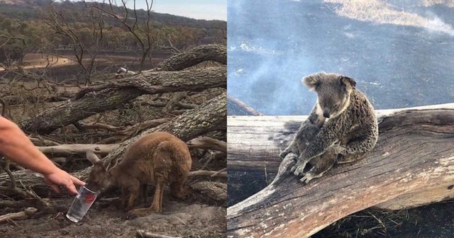  Choáng váng: WWF dự đoán hơn MỘT TỈ sinh vật có thể đã chết vì vụ cháy rừng đại thảm họa của Úc, và đó chưa phải con số cuối cùng  - Ảnh 1.