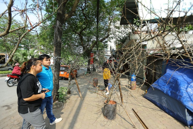 Vượt 300km về Hà Nội, đào rừng không lá không hoa hét giá khó tin gần 200 triệu đồng - Ảnh 6.