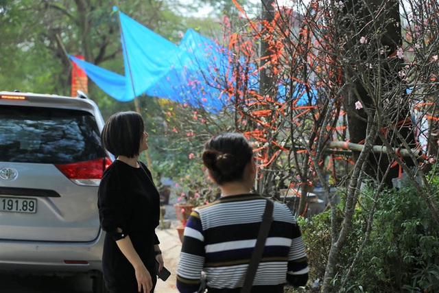 Vượt 300km về Hà Nội, đào rừng không lá không hoa hét giá khó tin gần 200 triệu đồng - Ảnh 10.