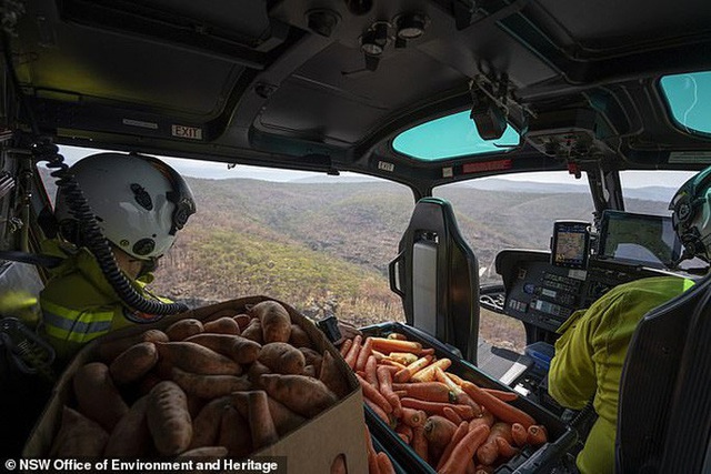  Úc: Mưa cà rốt và khoai lang cứu đói động vật bị cháy rừng  - Ảnh 2.