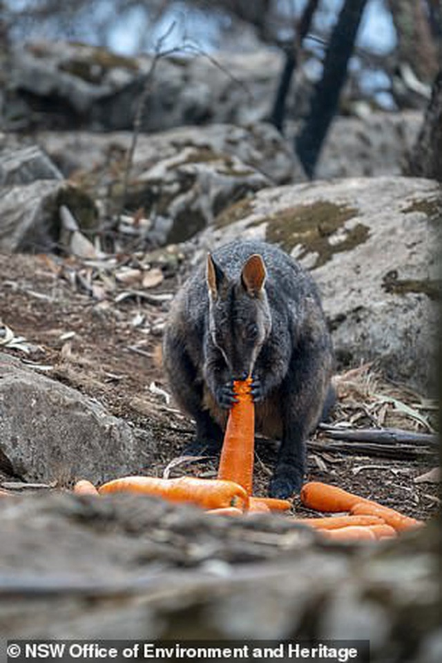  Úc: Mưa cà rốt và khoai lang cứu đói động vật bị cháy rừng  - Ảnh 4.