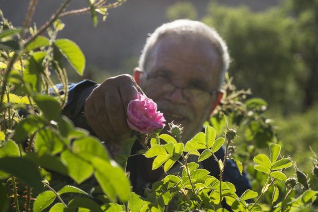 Câu chuyện về những bông hồng thơm nhất thế giới của Iran: Cả một thị trấn toàn hoa hồng, người dân làm một tháng là đủ tiền tiêu cả năm không hết - Ảnh 9.