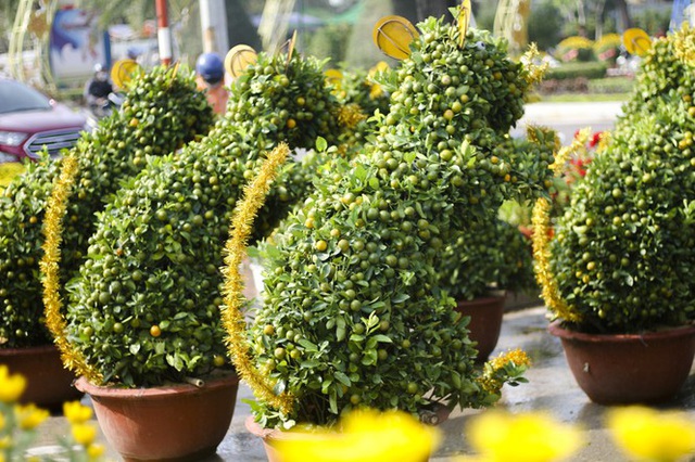 Quất bonsai tạo hình chuột khuấy động chợ hoa Tết - Ảnh 2.