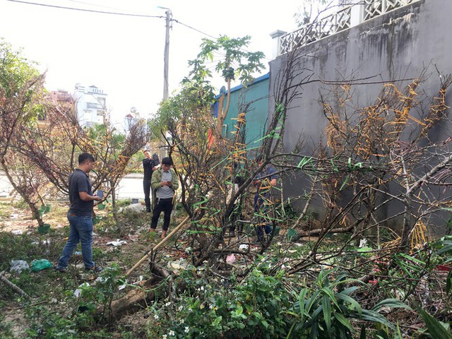 Lên Lai Châu săn đào rừng, bán liền tay lãi ngay trăm triệu - Ảnh 5.