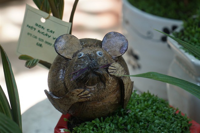 Độc đáo bonsai dừa hình chuột - Ảnh 6.
