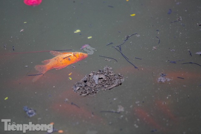 Cá chép vàng tiễn ông Táo vừa thả đã chết nổi ở hồ Hoàng Cầu - Ảnh 2.