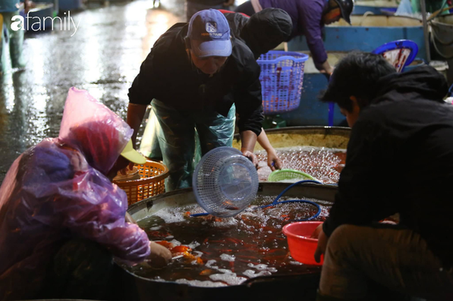  Ngày ông Công ông Táo, chợ cá lớn nhất Hà Nội cháy hàng cá chép từ rạng sáng - Ảnh 11.