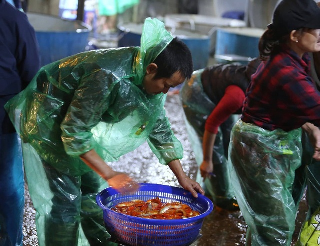  Ngày ông Công ông Táo, chợ cá lớn nhất Hà Nội cháy hàng cá chép từ rạng sáng - Ảnh 12.