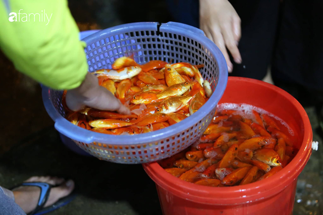  Ngày ông Công ông Táo, chợ cá lớn nhất Hà Nội cháy hàng cá chép từ rạng sáng - Ảnh 13.