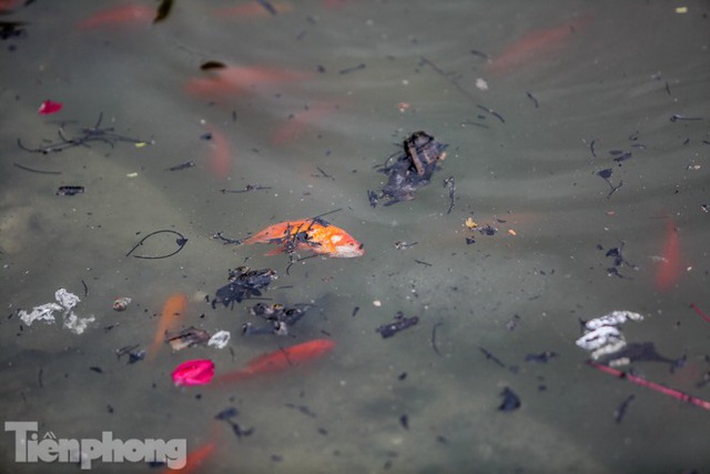 Cá chép vàng tiễn ông Táo vừa thả đã chết nổi ở hồ Hoàng Cầu - Ảnh 3.