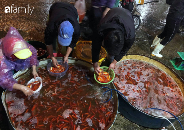  Ngày ông Công ông Táo, chợ cá lớn nhất Hà Nội cháy hàng cá chép từ rạng sáng - Ảnh 4.