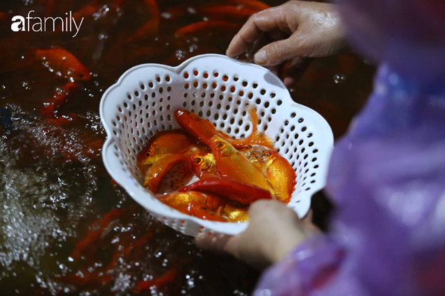  Ngày ông Công ông Táo, chợ cá lớn nhất Hà Nội cháy hàng cá chép từ rạng sáng - Ảnh 5.