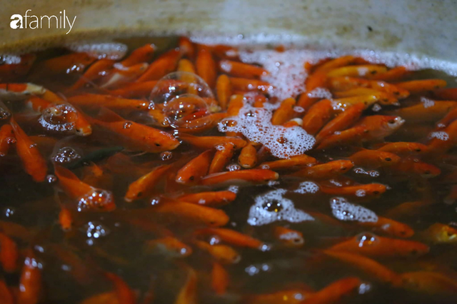  Ngày ông Công ông Táo, chợ cá lớn nhất Hà Nội cháy hàng cá chép từ rạng sáng - Ảnh 6.