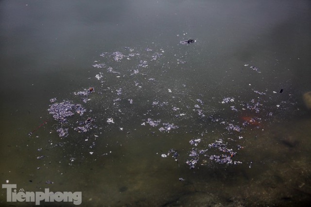 Cá chép vàng tiễn ông Táo vừa thả đã chết nổi ở hồ Hoàng Cầu - Ảnh 7.
