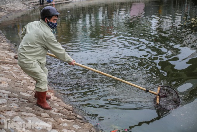 Cá chép vàng tiễn ông Táo vừa thả đã chết nổi ở hồ Hoàng Cầu - Ảnh 9.