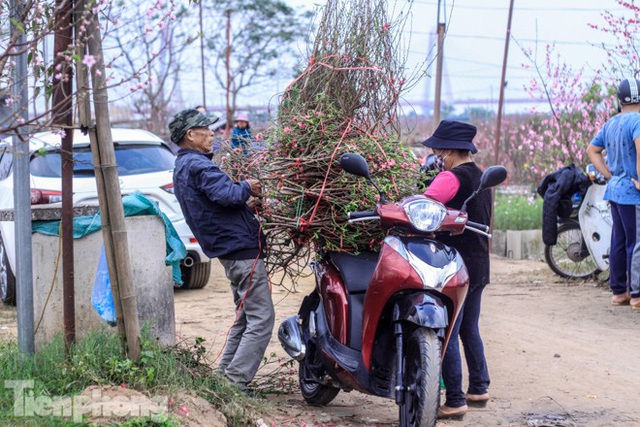 Đào bung nở sớm, người dân Nhật Tân thấp thỏm lo trắng tay - Ảnh 9.