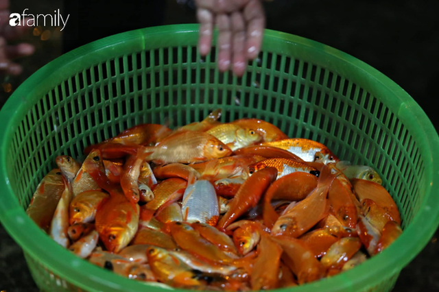  Ngày ông Công ông Táo, chợ cá lớn nhất Hà Nội cháy hàng cá chép từ rạng sáng - Ảnh 10.
