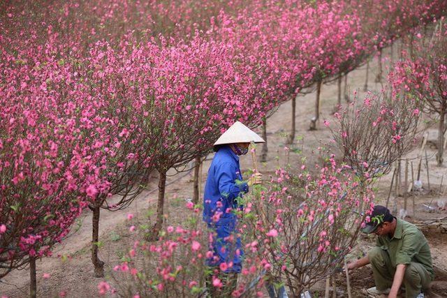 Xót xa vựa đào Nhật Tân nở hoa đỏ rực trước Tết, người dân ngậm ngùi hái bỏ cả nghìn bông - Ảnh 12.