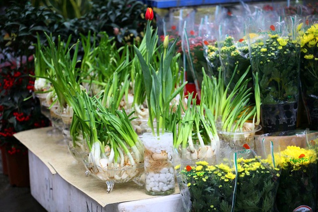 Mặc thời tiết mưa rét, người dân chen chân mua hoa Tết tại chợ hoa lâu đời nhất Hà Nội - Ảnh 5.